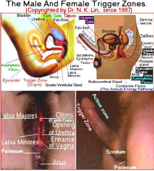 clitoris Intercourse contact